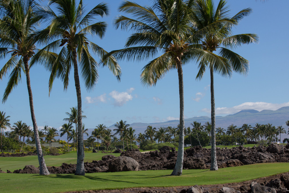 Kamuela 20