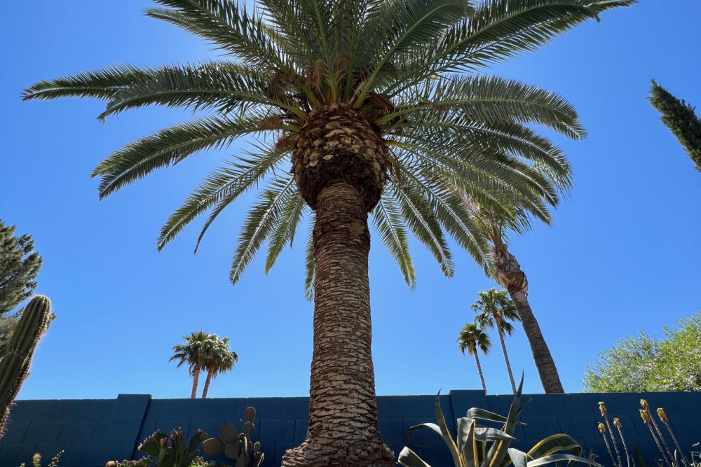 Scottsdale 376
