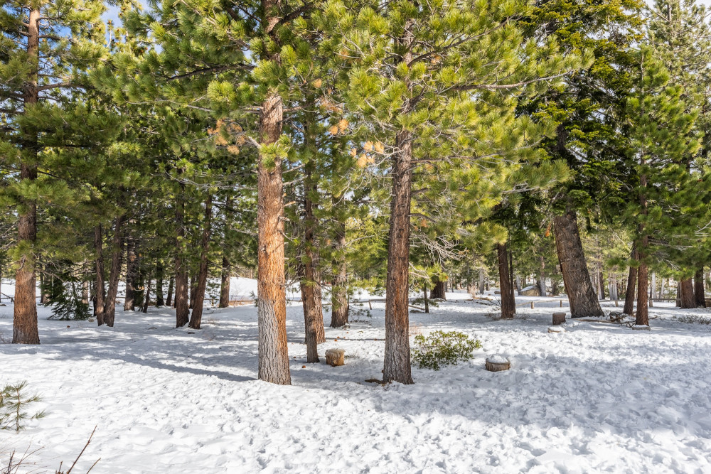 Mammoth Lakes 93