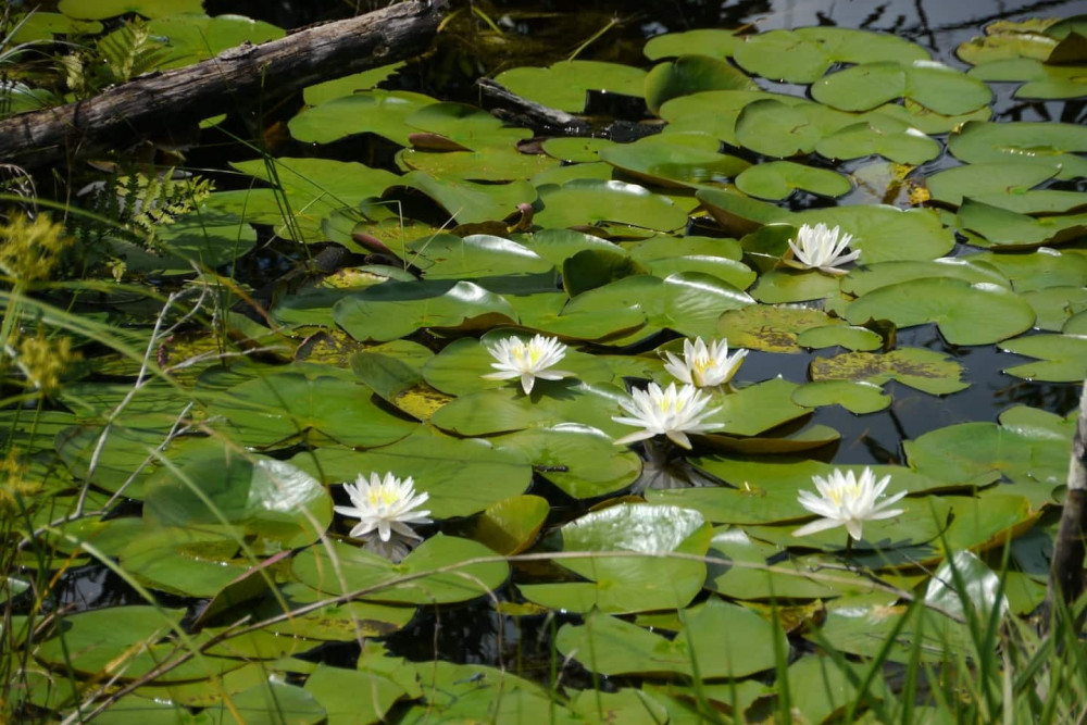 Paradise Palms Resort 91