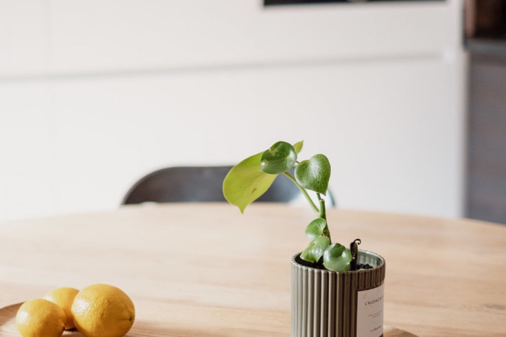 A Symphony in Serenity