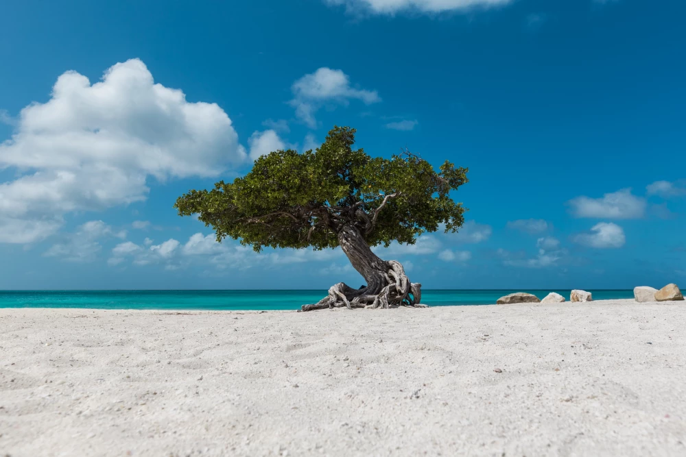 Aruba 133