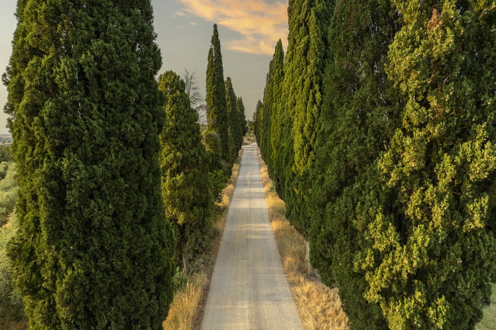 Podere Casanovina 12