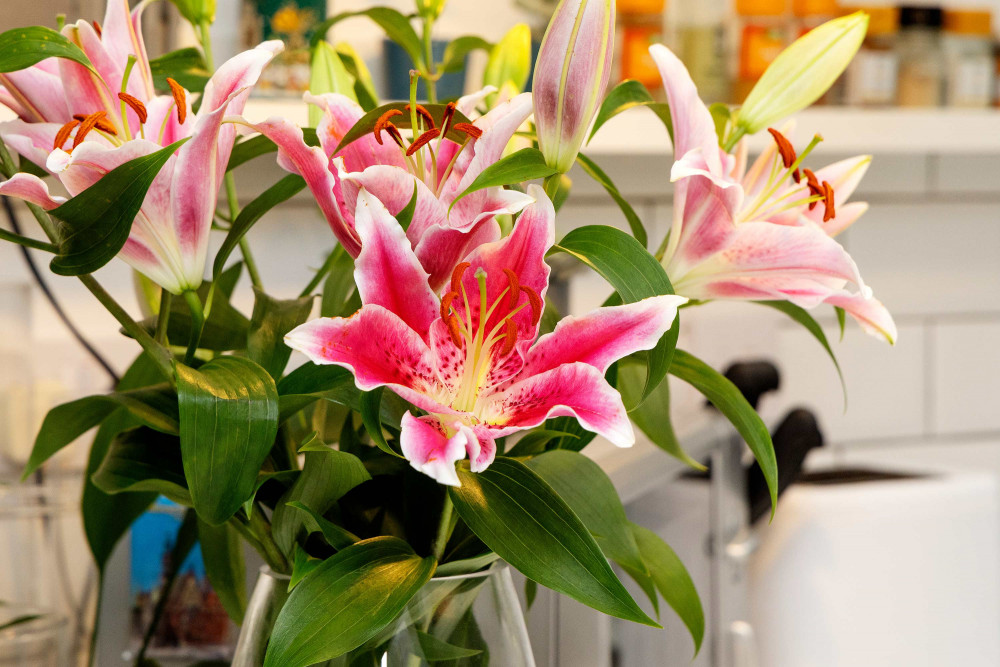 The Little Green Door