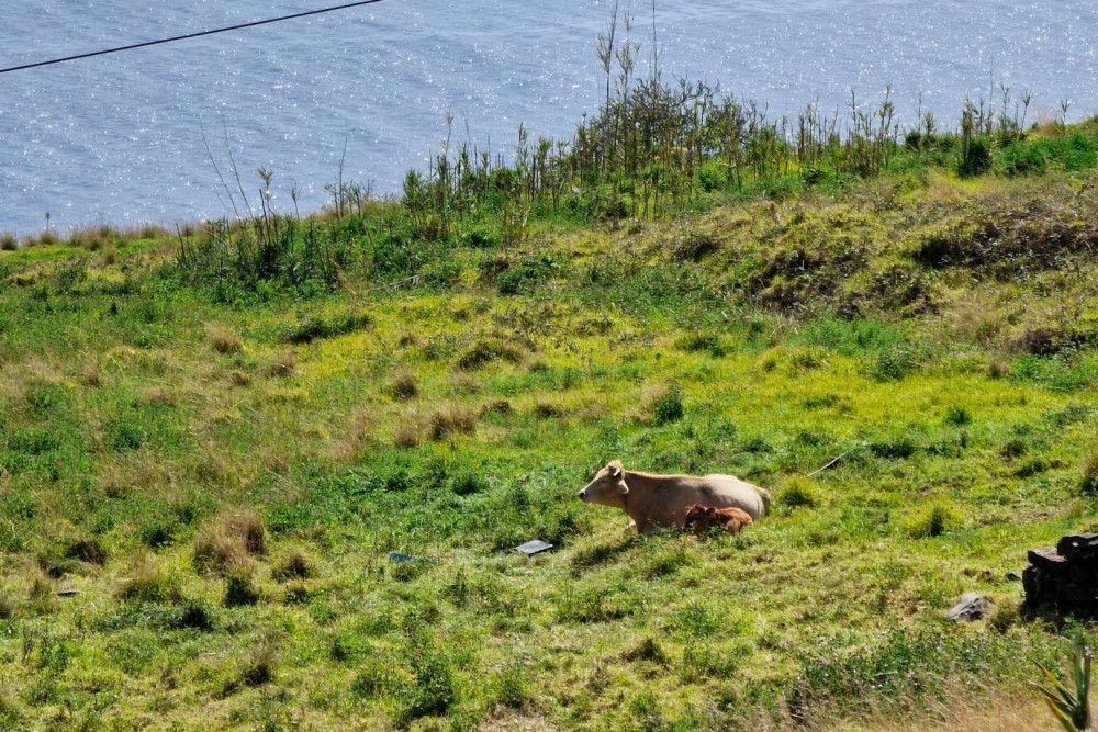 Calheta 16