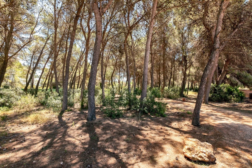 Ibiza 39