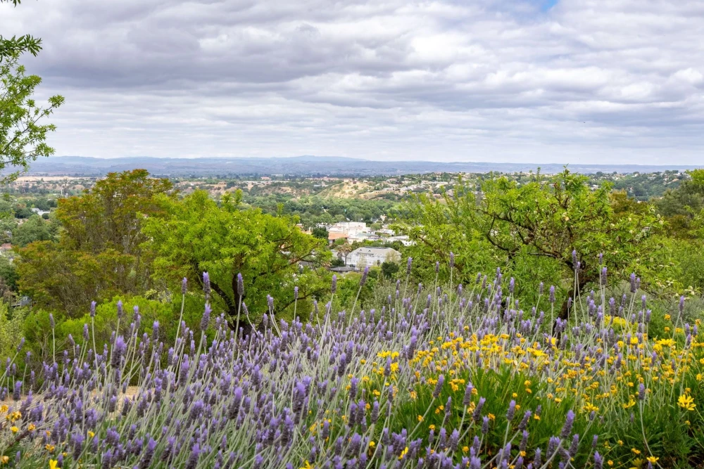 Paso Robles 34