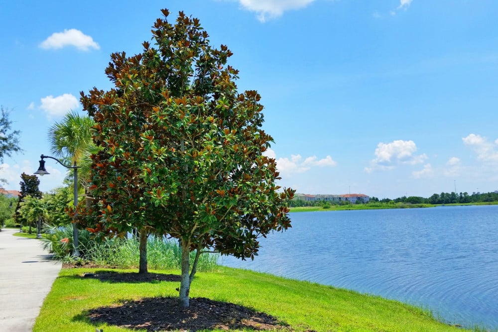 Vista Cay 325