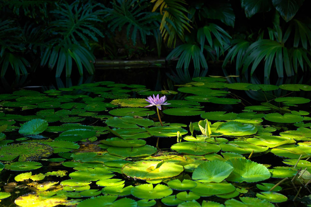 Amanoka on the Beach