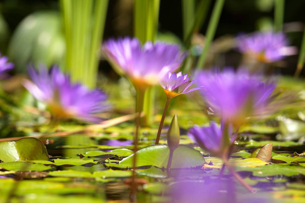 Amanoka on the Beach
