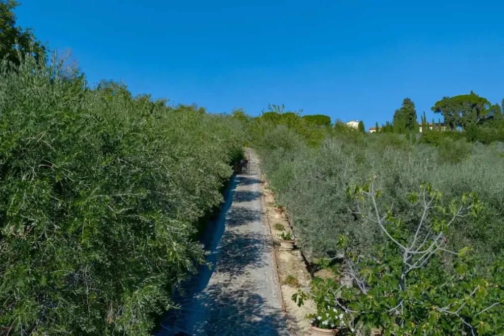 Tuscany 104