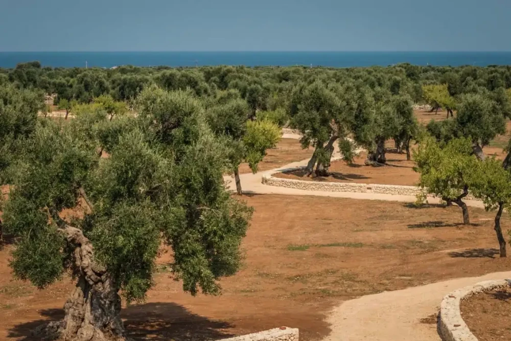 Puglia 133