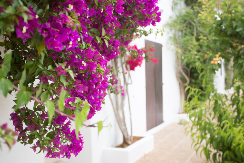 Villa Nieves