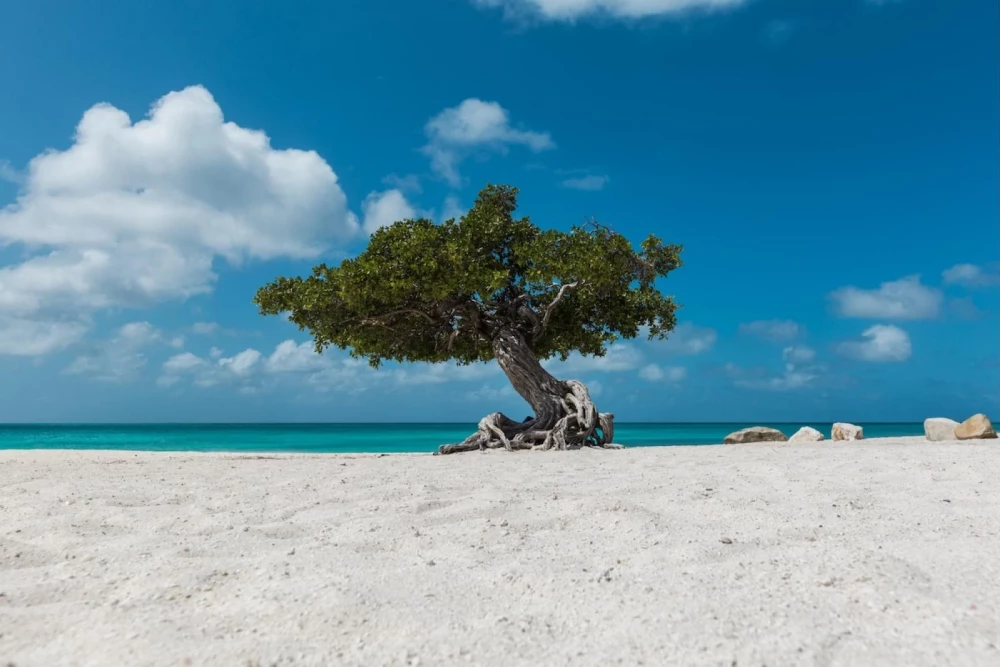 Aruba 3