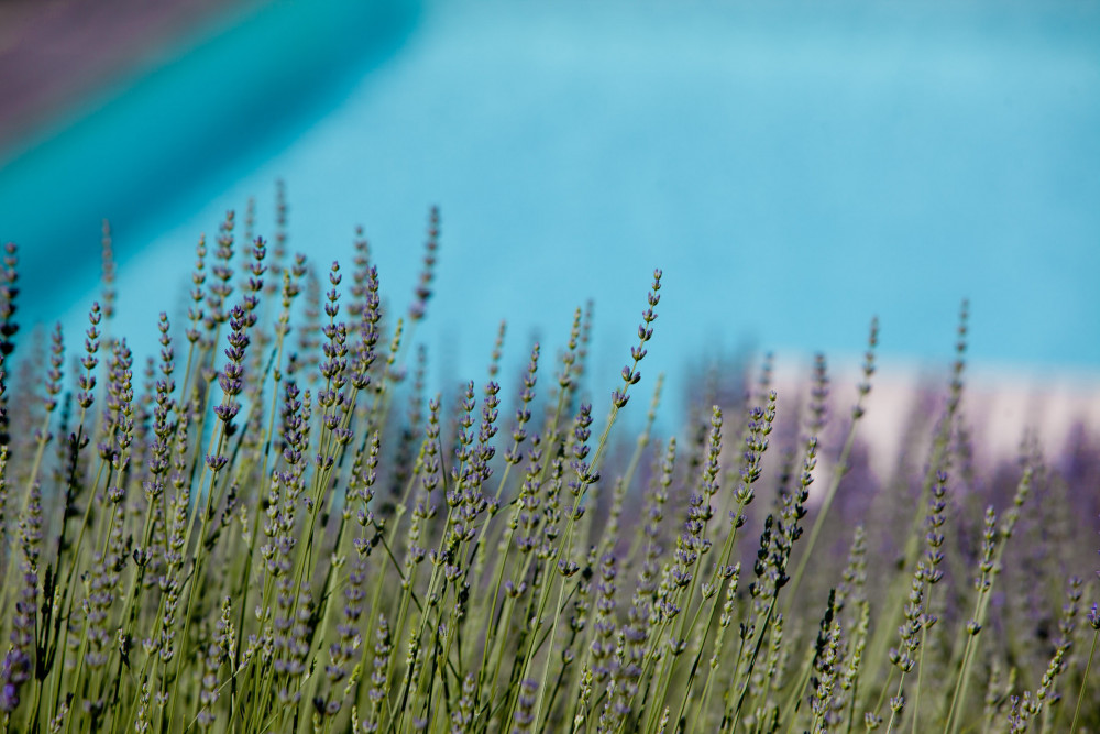 Casale Delle Lavande