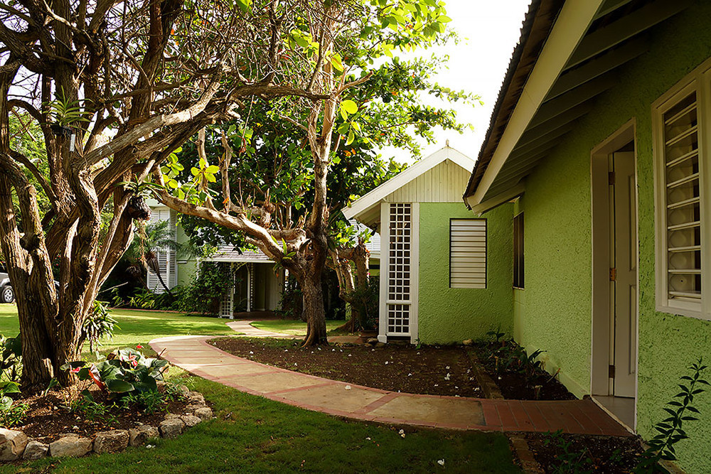 Sea Grapes on the Beach