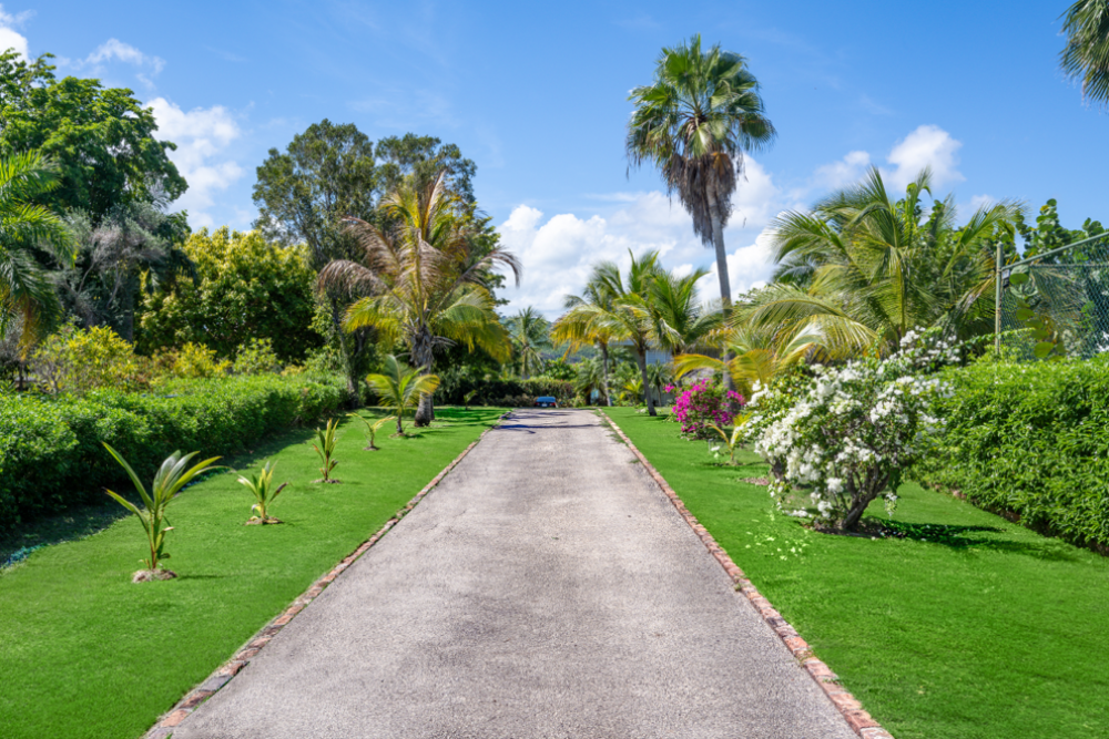 Sea Grapes on the Beach