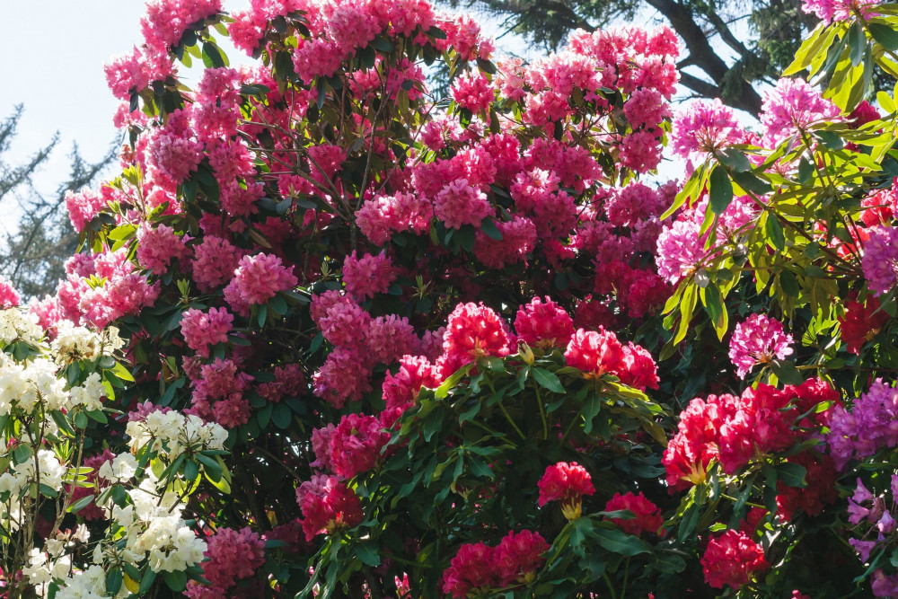 Manzanita 8
