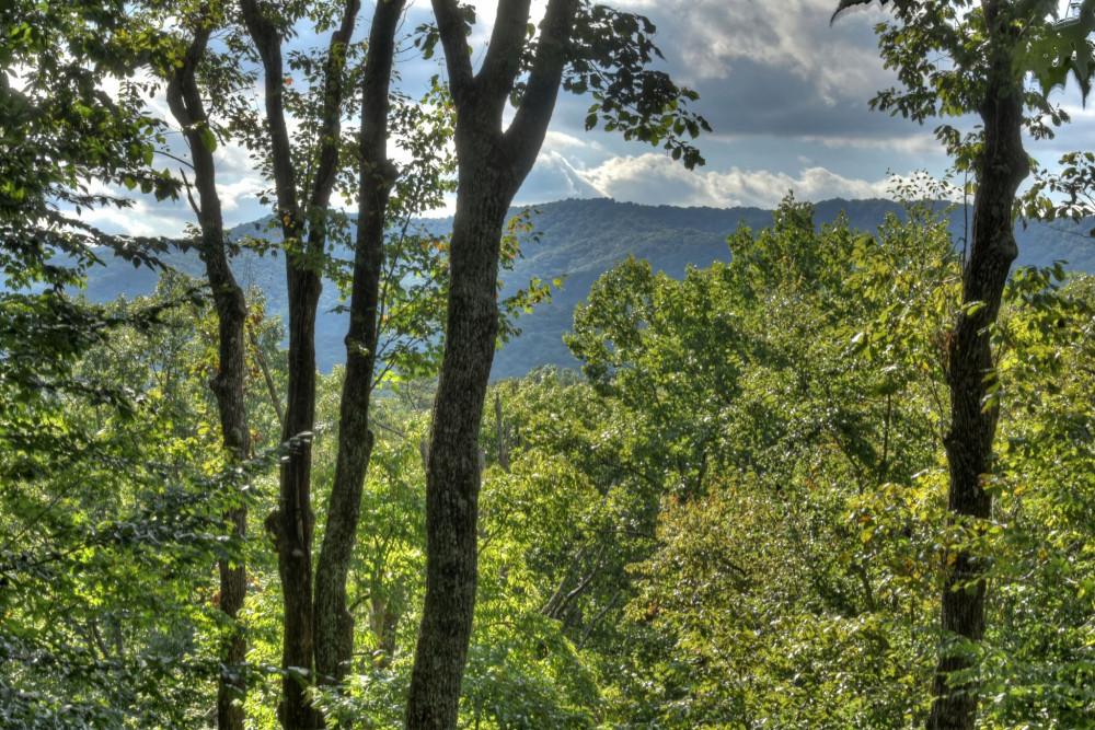 Blue Ridge 81
