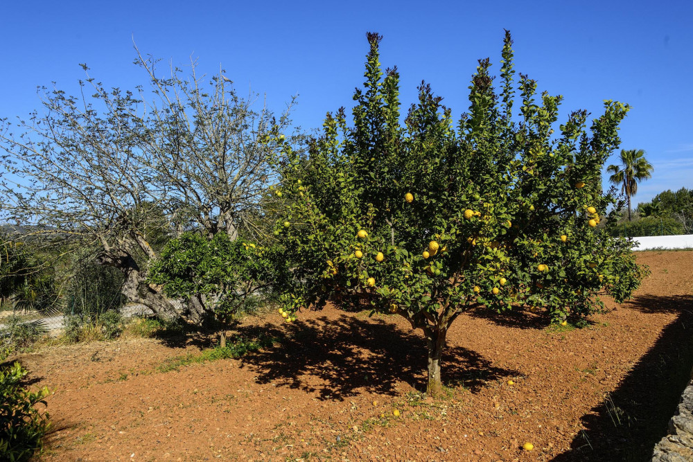 Villa Sa Tanca Den Lloses