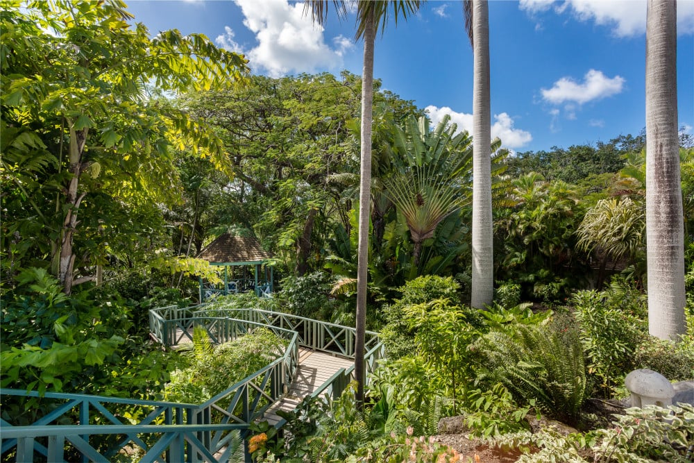 Sandy Lane - Pappagallo