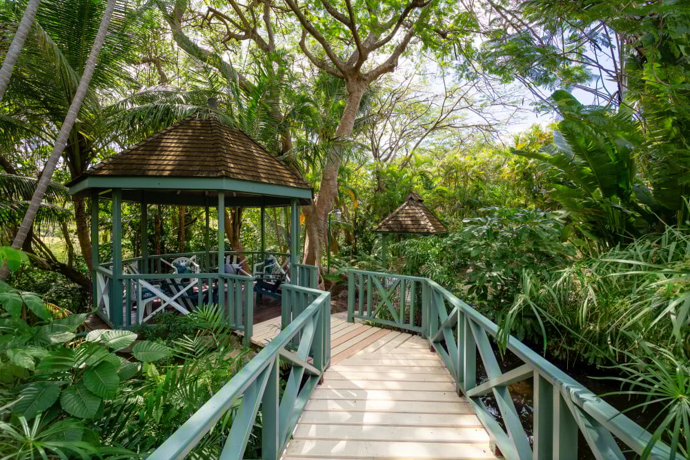 Sandy Lane - Pappagallo